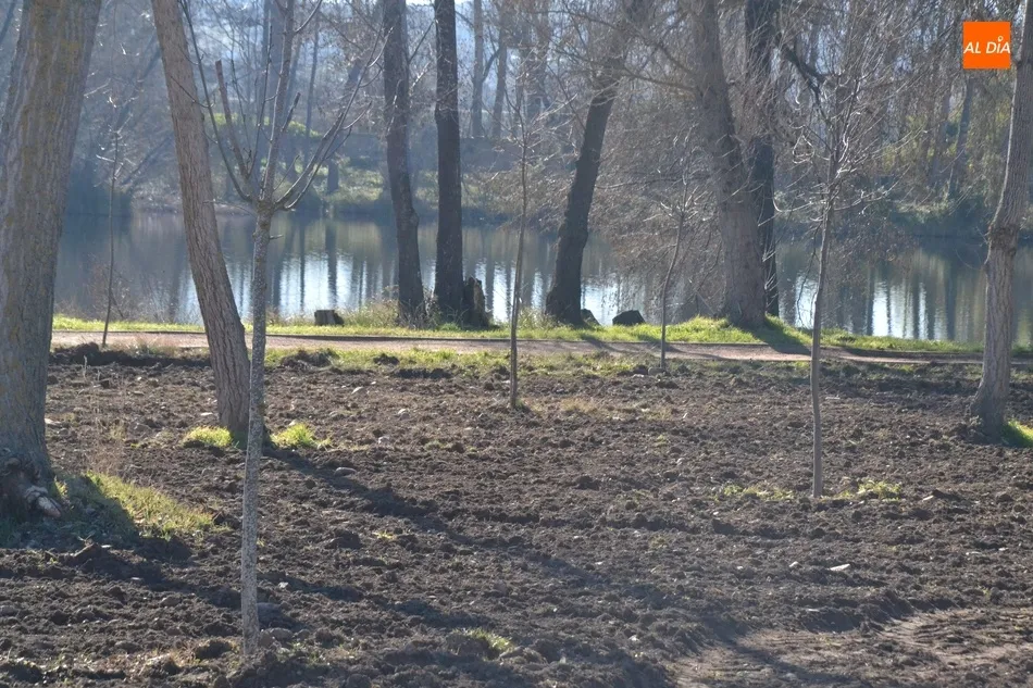 Foto 3 - Esparcidos 12 camiones de tierra vegetal por la Alameda Vieja  
