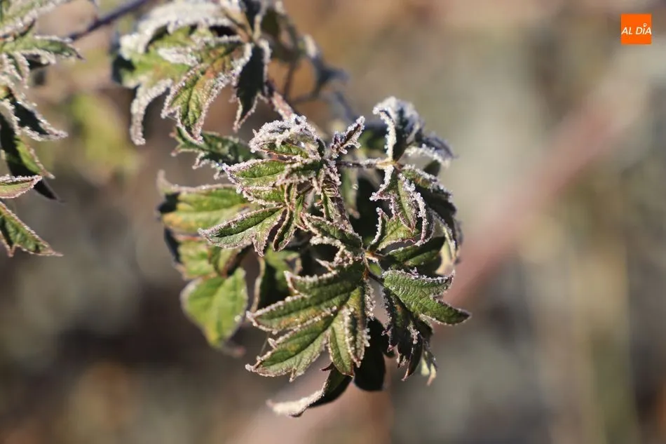 Las heladas seguirán siendo la tónica estos días