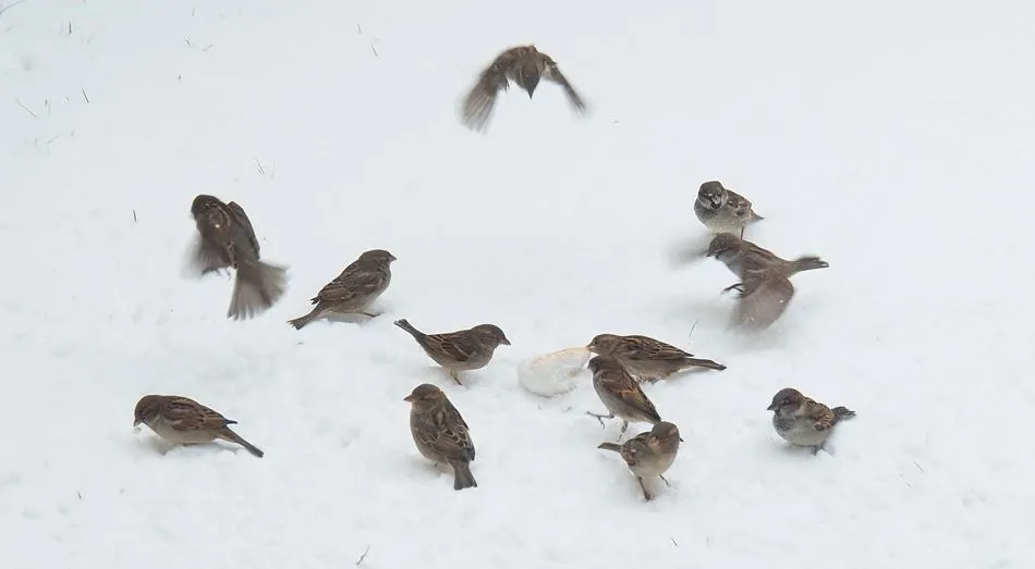 La búsqueda... por la supervivencia