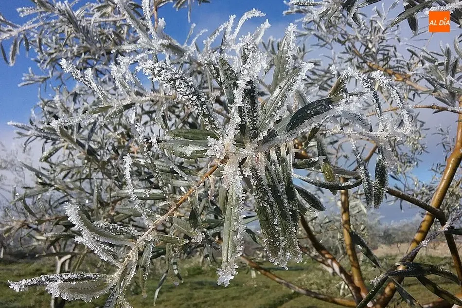 Árboles de cristal en la capital del Abadengo  