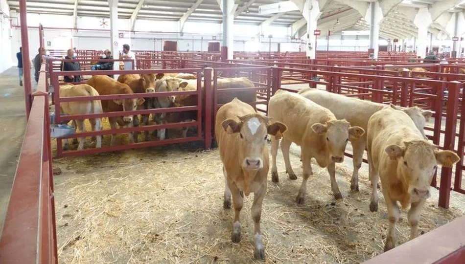 El mercado de ganado volvía a llenarse tras el paso de Filomena / FOTO: DIPUTACIÓN