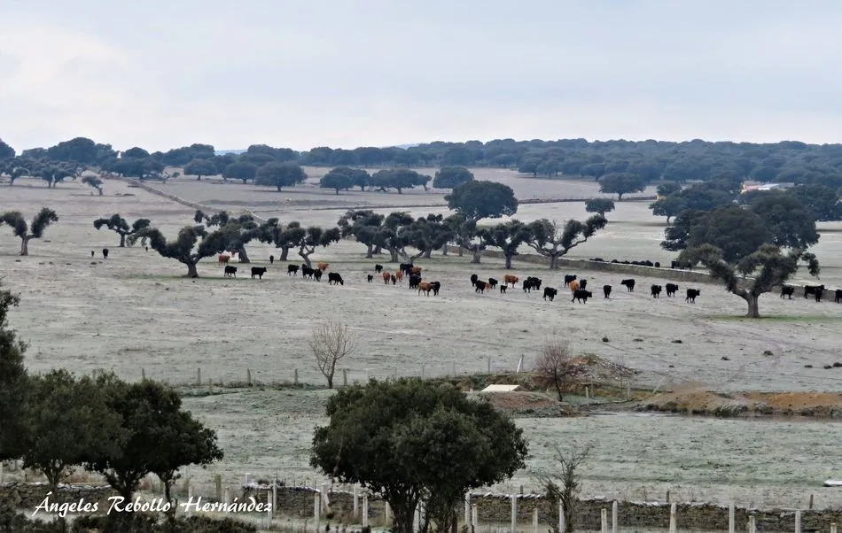 En el silencio de la helada