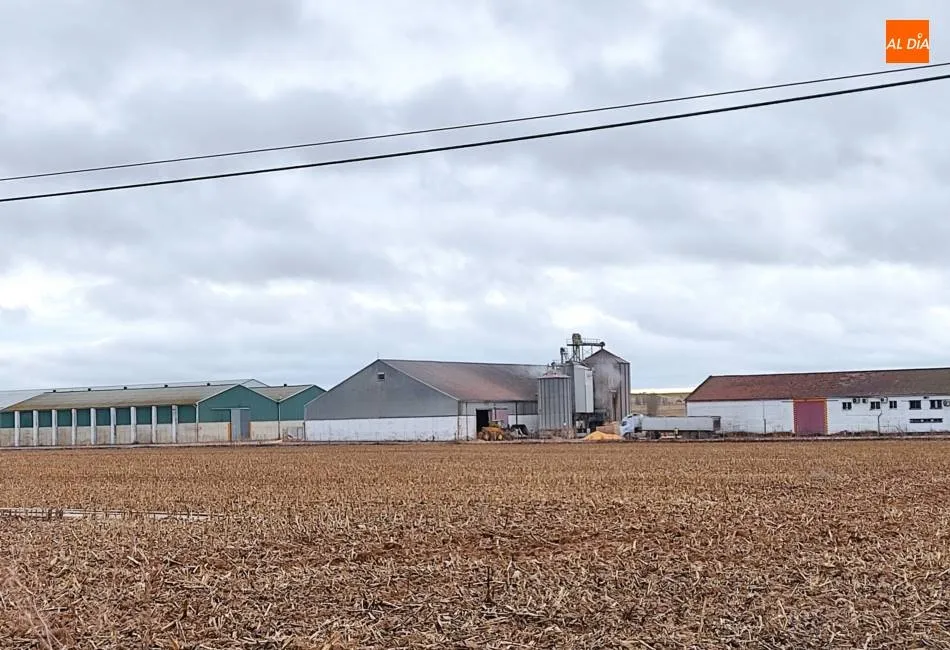 Campos de maíz en la zona de Las Villas. | Jorge Holguera