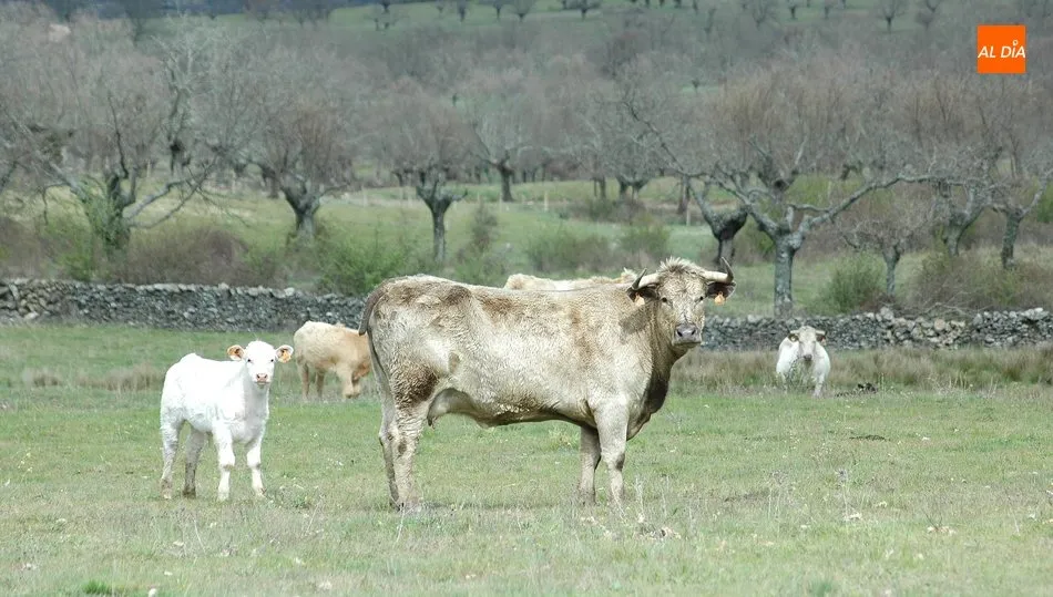 Floja sesión en el mercado de ganado con tan solo 1,249 cabezas de vacuno para cebo