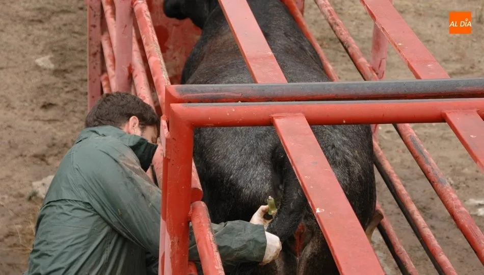 El control de la enfermedad se realiza mediante la restricción de movimientos y el sacrificio de animales hasta llegar al vaciado de la explotación