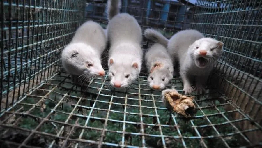 Se trata del tercer caso de granja de visón americano positiva a SARS-CoV-2 en España, después de los anteriores de Teruel y de A Coruña. Foto de archivo de WWF