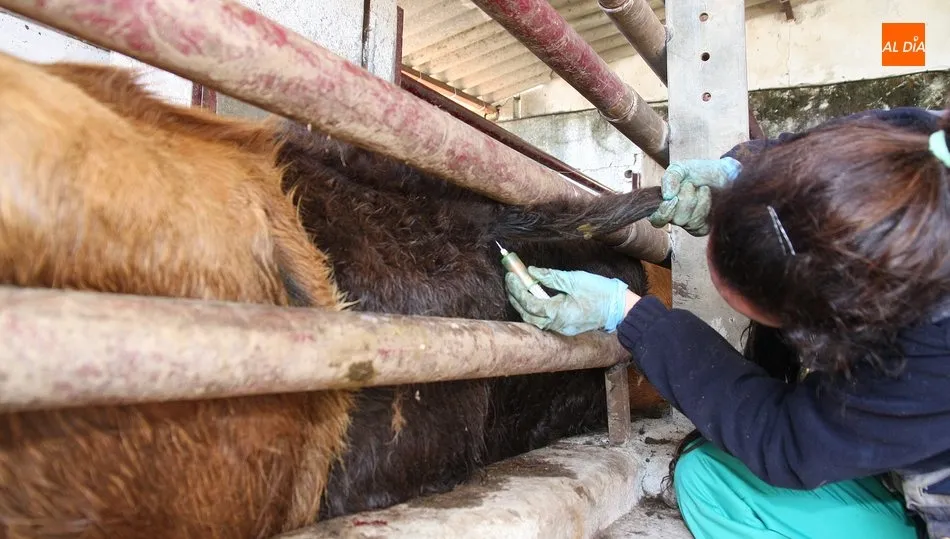 Las medidas afectarán a 382 explotaciones de vacuno de 13 municipios de la comarca de Vitgiudino
