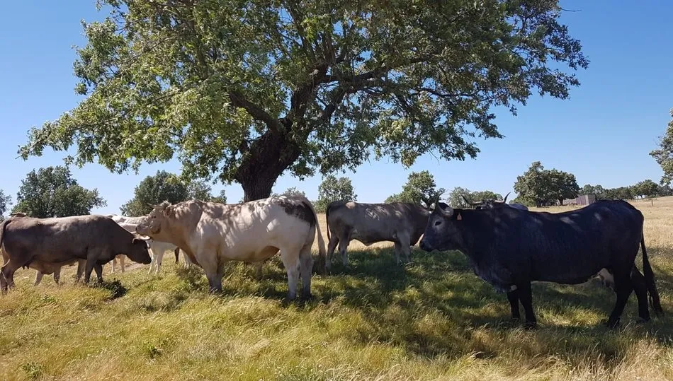 Dehesa Grande está especializada en el vacuno de carne