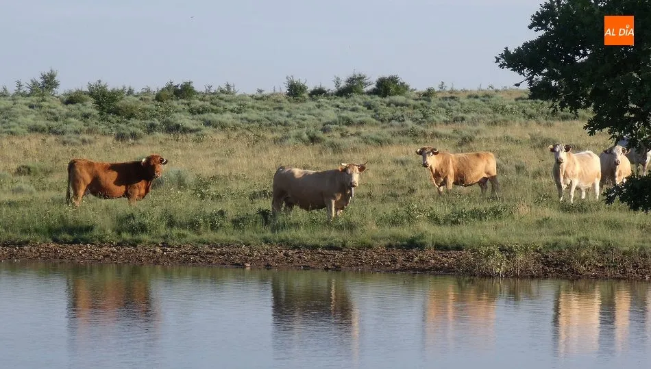 Uno de los principales problemas es que no pueden mover el ganado a otras zonas de pasto