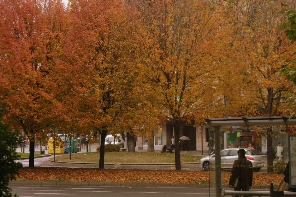 Las hojas que caen, las aguas que cantan, los patos que salen a la hierba del paseo para reconciliarnos con el niño que somos... el parque de la Alamedilla