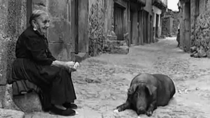 Foto 2 - El marrano de San Ant&oacute;n, un ritual con m&aacute;s de cinco siglos de historia