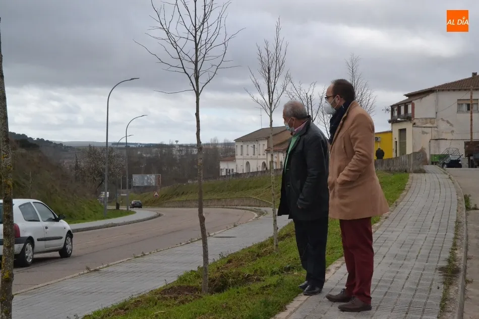 Plantados 63 tilos en la entrada a Ciudad Rodrigo por la Avenida de Portugal  