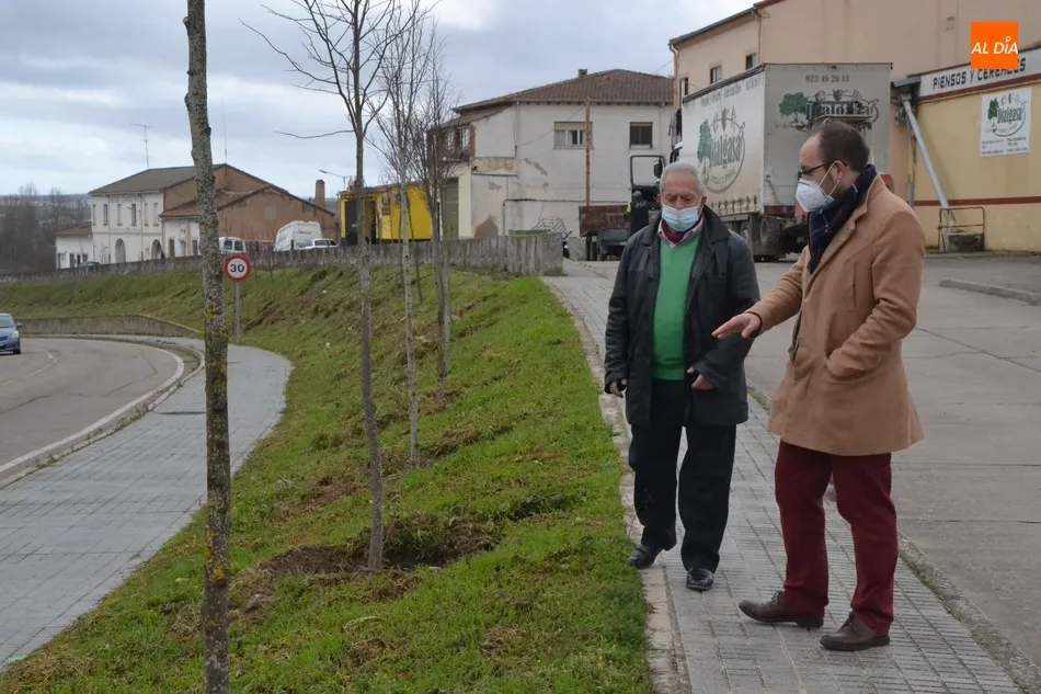 Foto 4 - Plantados 63 tilos en la entrada a Ciudad Rodrigo por la Avenida de Portugal  