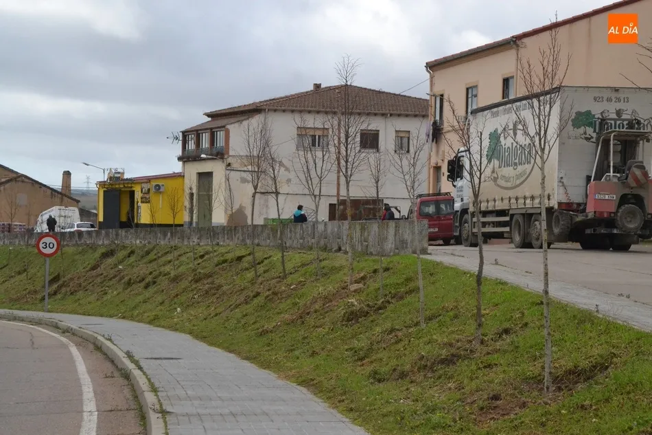 Foto 2 - Plantados 63 tilos en la entrada a Ciudad Rodrigo por la Avenida de Portugal  