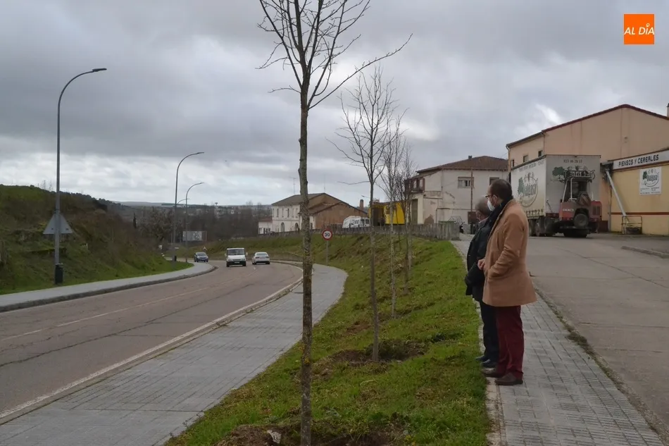 Foto 5 - Plantados 63 tilos en la entrada a Ciudad Rodrigo por la Avenida de Portugal  