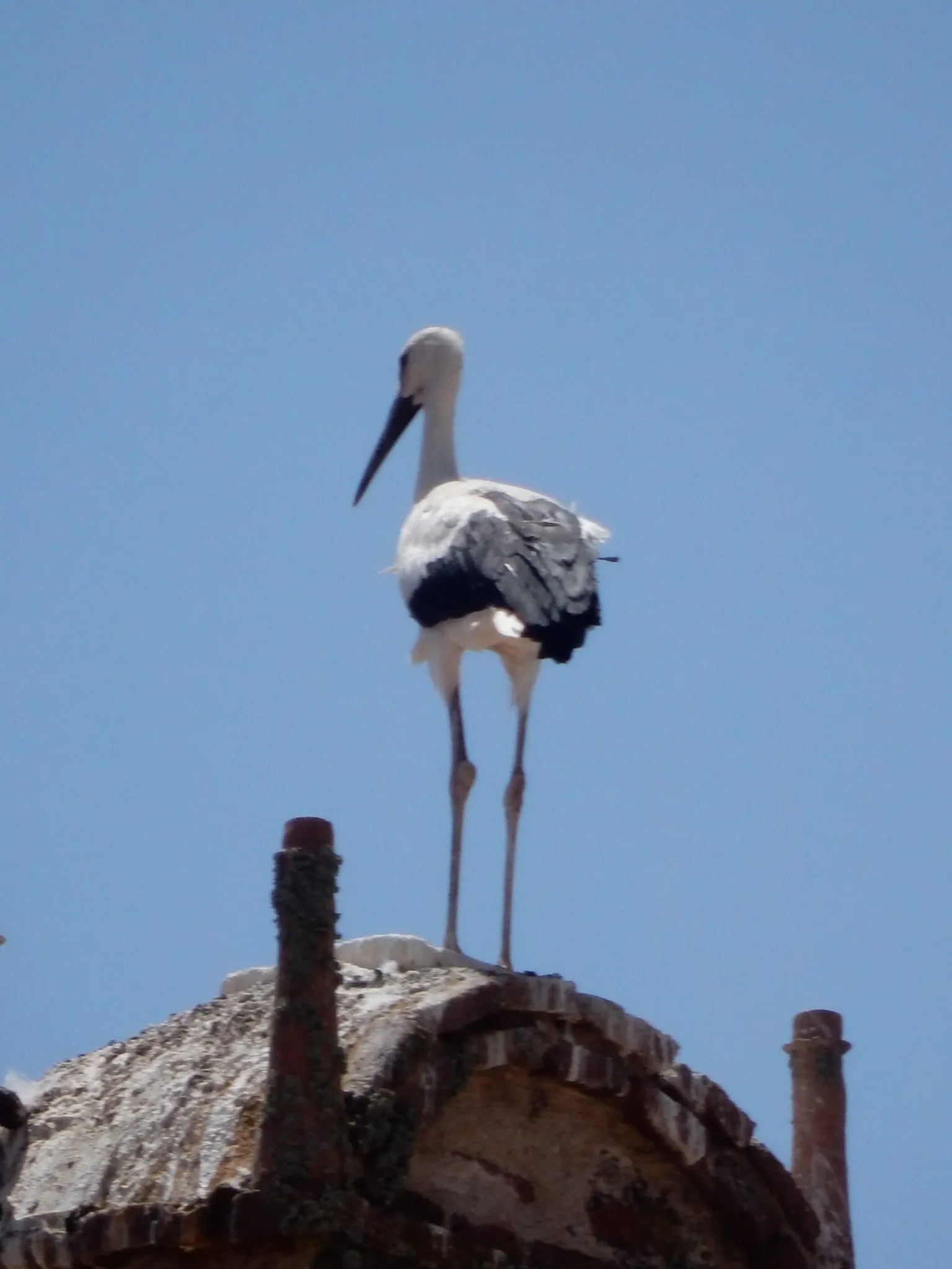 Foto 2 - &lsquo;Por San Blas, la cig&uuml;e&ntilde;a ver&aacute;s&rsquo;, recuerdo a Jos&eacute; Manuel Garrote Prieto