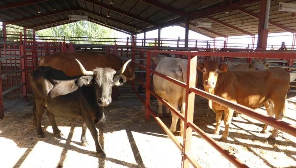 Floja sesión del mercado de ganado  / DIPUTACIÓN ARCHIVOcon 1.401 cabezas para vida, y 115 vacas y 16 toros para sacrificio