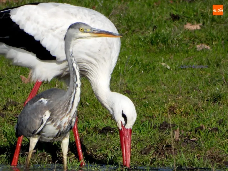 Humedal en Sangusín, 1 de febrero de 2021 / FOTO: JULIÁN MATEOS