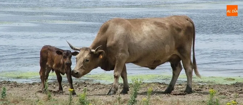 Ugavan rechaza las medidas propuestas por la Junta para la comarca de Vitigudino