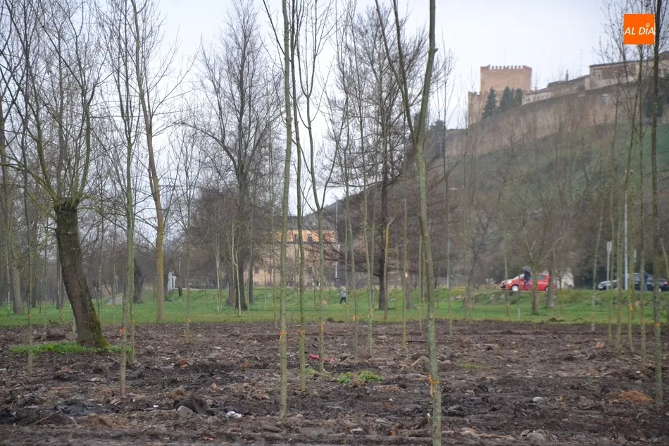 Los fresnos ya pueblan el tramo de la Alameda Vieja deforestado en otoño  