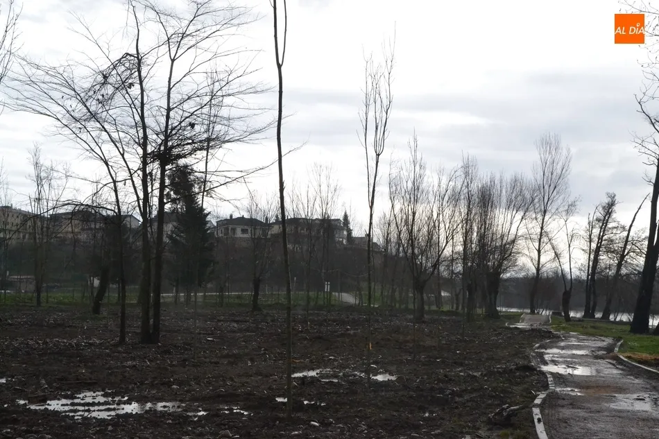 Foto 11 - Los fresnos ya pueblan el tramo de la Alameda Vieja deforestado en oto&ntilde;o  