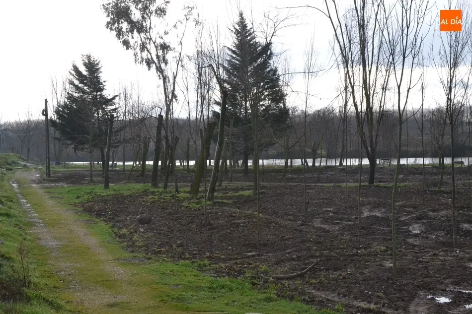 Foto 6 - Los fresnos ya pueblan el tramo de la Alameda Vieja deforestado en oto&ntilde;o  