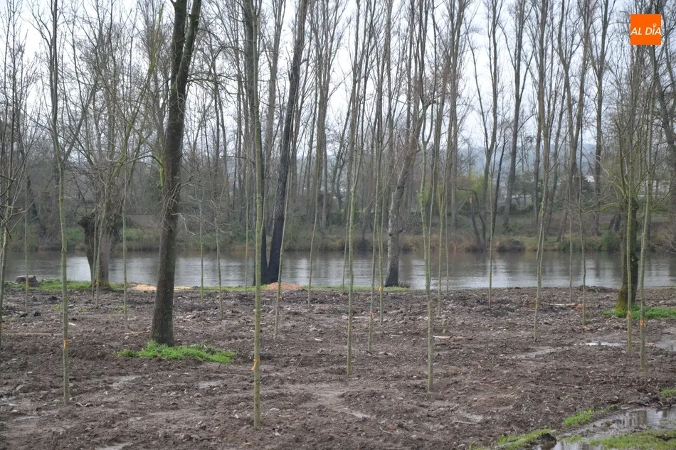 Foto 7 - Los fresnos ya pueblan el tramo de la Alameda Vieja deforestado en oto&ntilde;o  