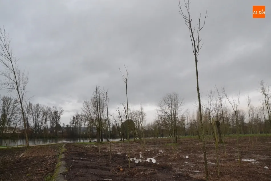 Foto 4 - Los fresnos ya pueblan el tramo de la Alameda Vieja deforestado en oto&ntilde;o  