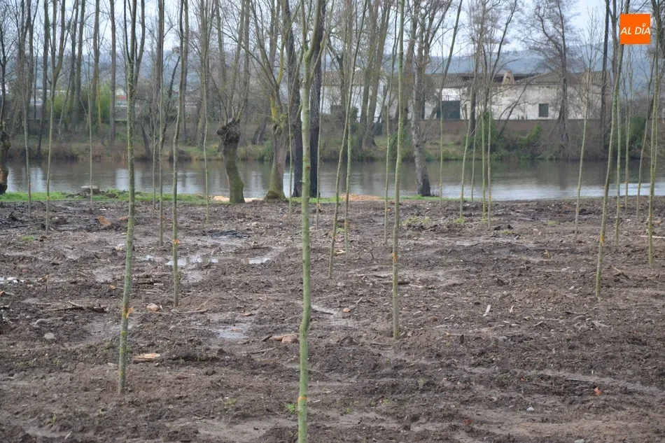 Foto 5 - Los fresnos ya pueblan el tramo de la Alameda Vieja deforestado en oto&ntilde;o  