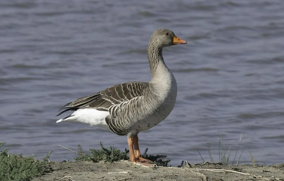 Imagen de un ánsar común