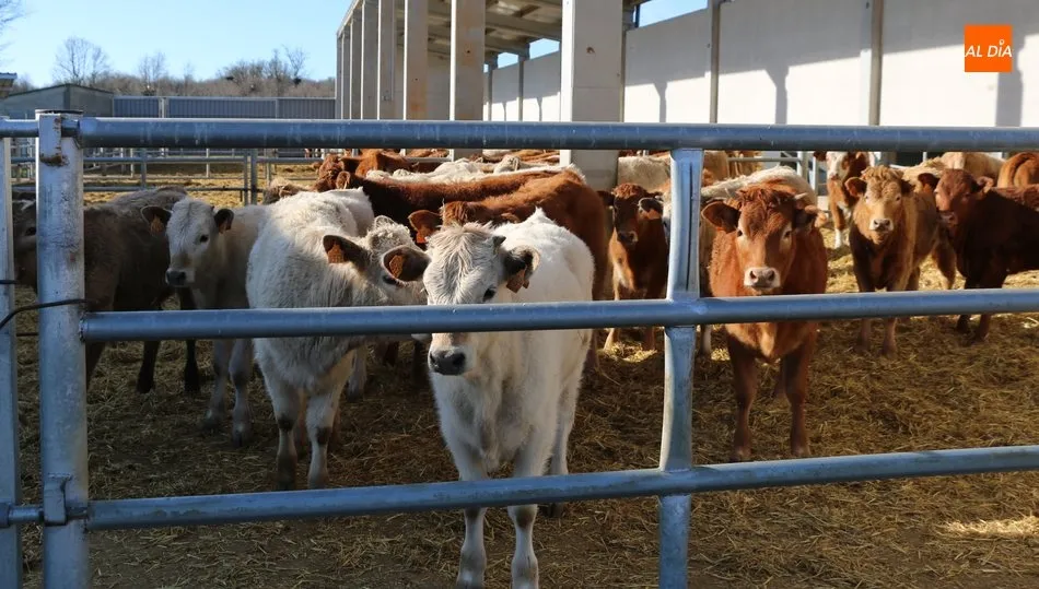 Los machos para vida y los terneros del país cotizaron al alza