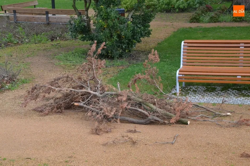 Foto 7 - Retirada de la copa de uno de los &aacute;rboles m&aacute;s altos de La Florida una pesada rama que corr&iacute;a...