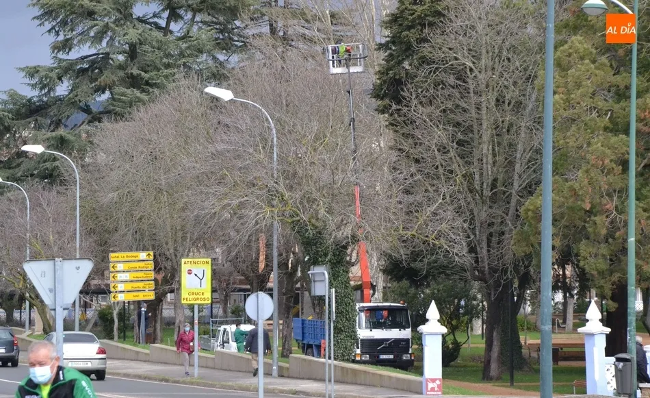 Retirada de la copa de uno de los árboles más altos de La Florida una pesada rama que corría...