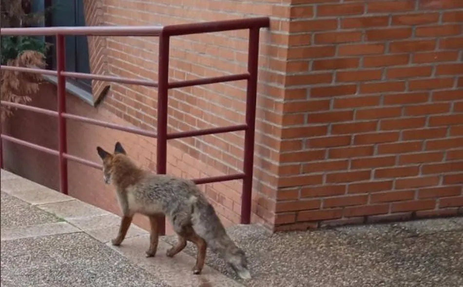 Zorro fotografiado en un barrio de Valladolid este martes. Foto: EP