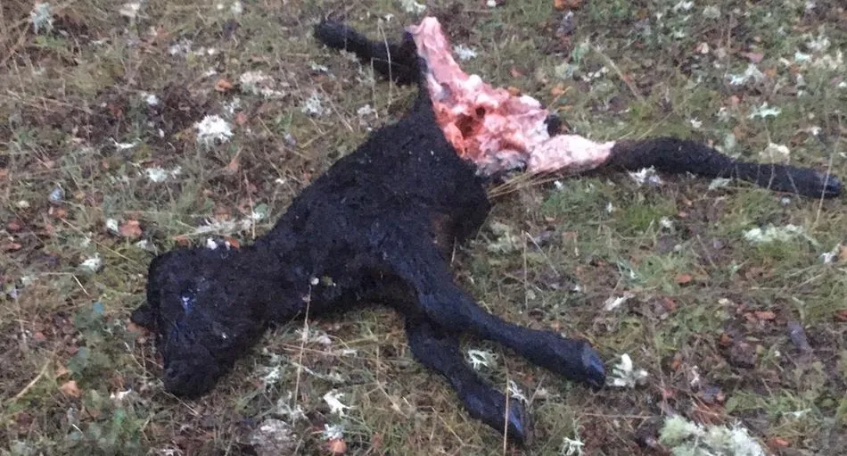 Fotografía tomada hace unos días en la finca Espino Rapado, propiedad de Pedro Gutiérrez Moya Niño de la Capea, que muestra el resultado de un ataque feroz del lobo
