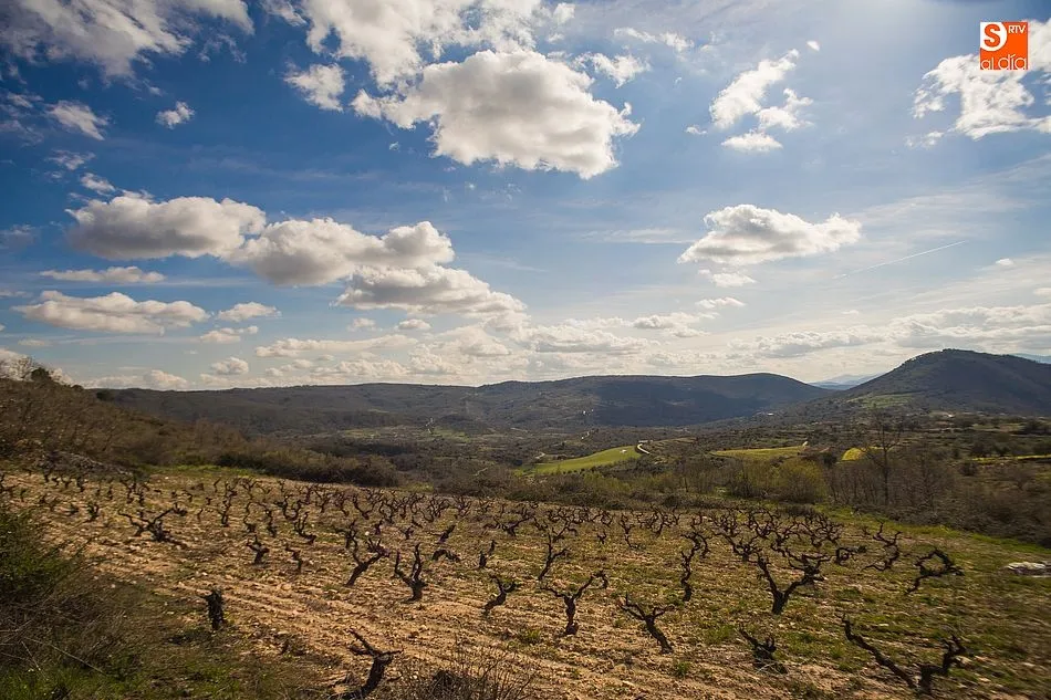 Viñedos en la Sierra de Francia - Kiko Robles - Archivo