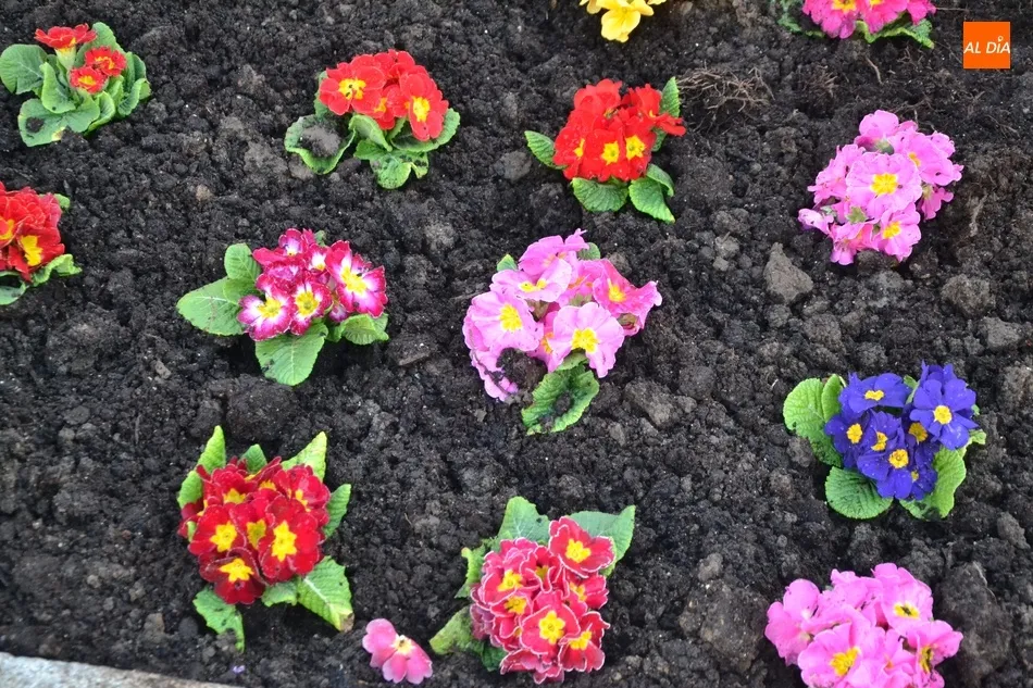 Foto 6 - La Plazuela del Buen Alcalde se llena de flores donadas por Asprodes para dar &ldquo;un poco de...