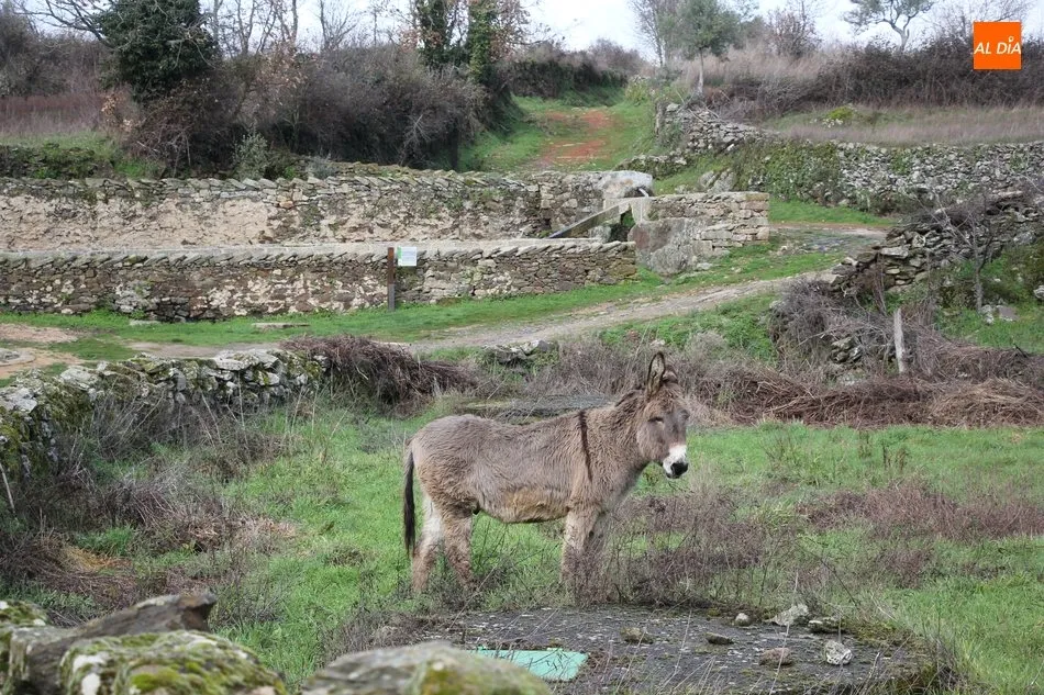 Foto 8 - Masueco de la Ribera, los caminos del agua  