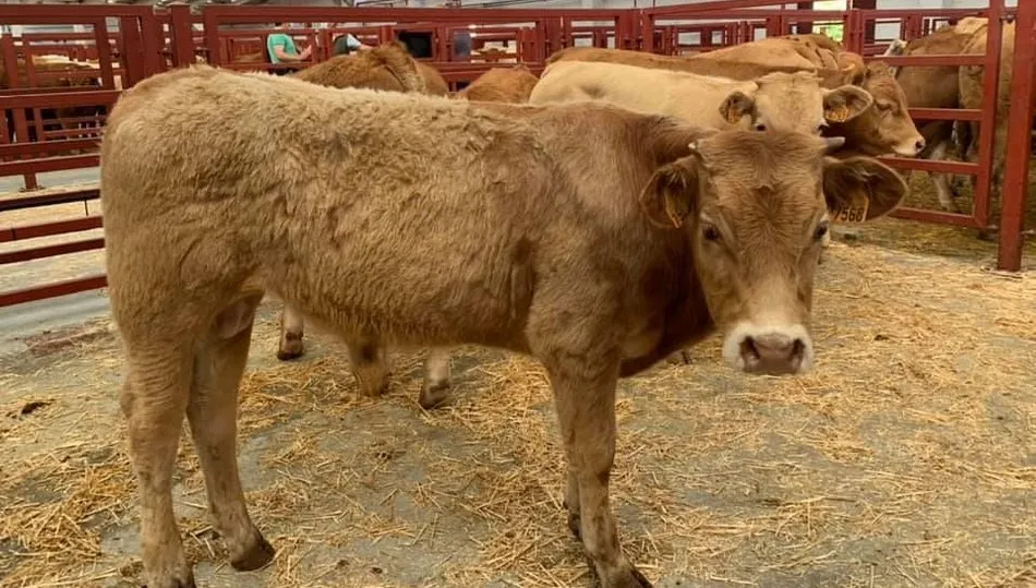 En el ganado para vida se optó por la repetición de precios / ARCHIVO