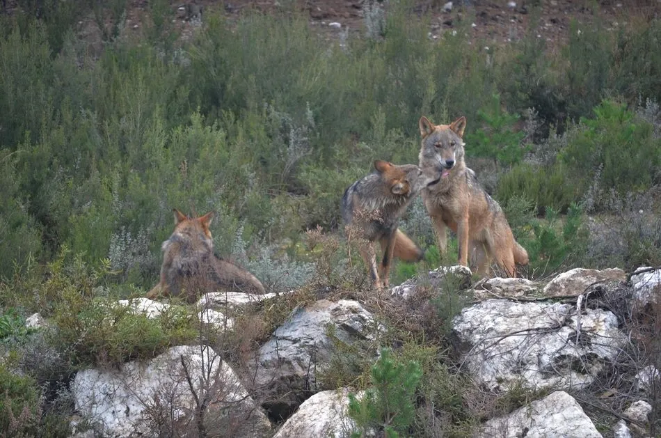 Ejemplares de lobo ibérico en el centro de conservación del lobo de la Fundación Patrimonio Natural y Biodiversidad de la Junta de Castilla y León