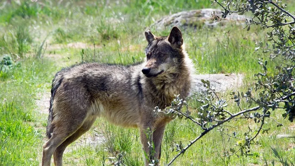La protección del lobo, en el centro del debate