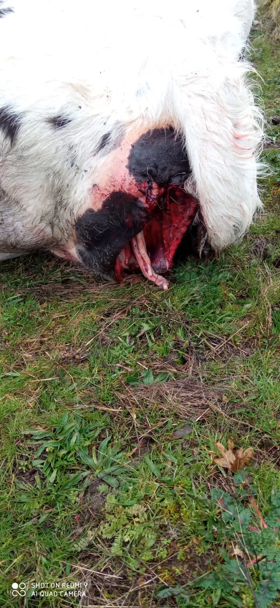 Foto 4 - Un ataque de&nbsp;meloncillos acaba con la vida de una vaca y tres&nbsp;terneros en Cabeza de Framontanos  