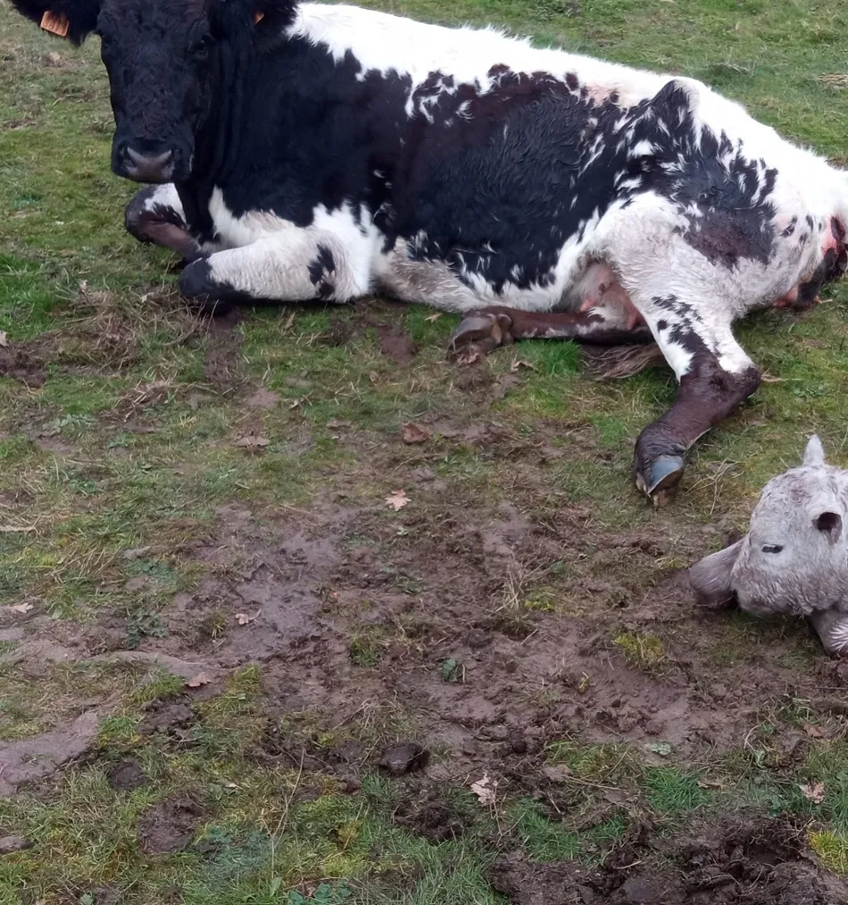 Foto 3 - Un ataque de&nbsp;meloncillos acaba con la vida de una vaca y tres&nbsp;terneros en Cabeza de Framontanos  