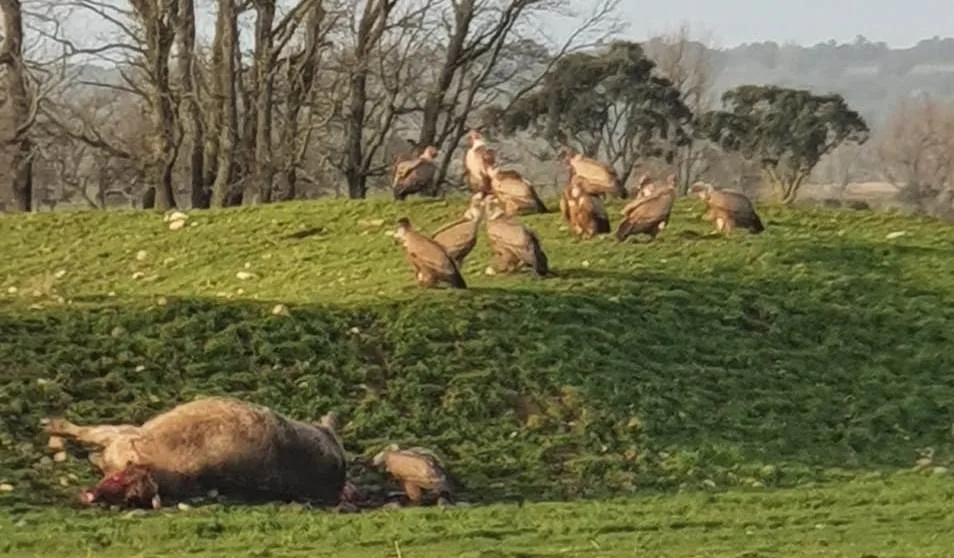 Una bandada de buitres mata una vaca y dos becerros en Alba de Yeltes  