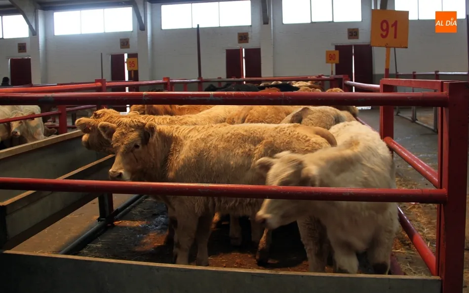 El ganado para vida cotizó al alza después de varias semanas de estancamiento / ARCHIVO