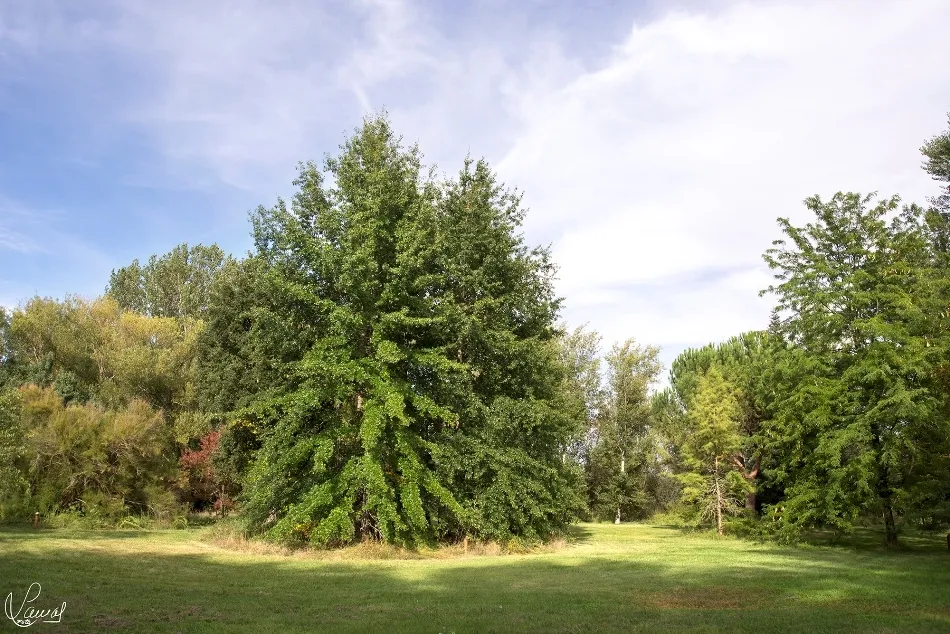 Zona arbolada en Almenara de Tormes. Foto de Manuel Lamas