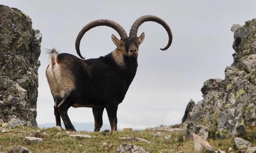 En la temporada 2019-2020 se adjudicaron 152 permisos, 1.104 de caza a rececho, 43 de monterías y cinco de caza menor