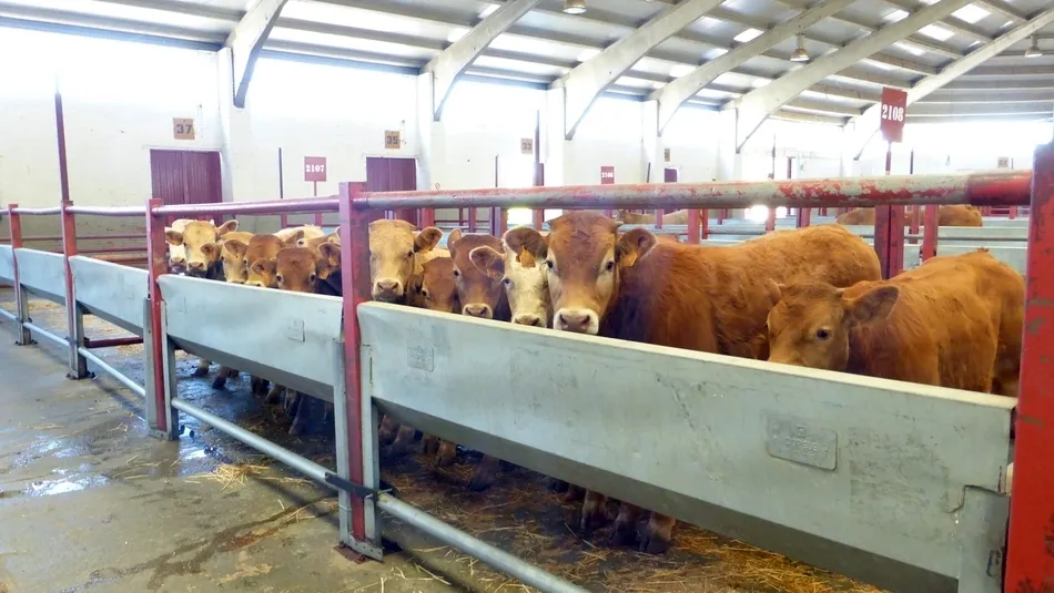 Escasa presencia de animales en este primer mercado de ganado de marzo, el número de cabezas para cebo no llegó al millar / DIPUTACIÓN