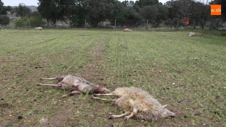 La expansión del lobo al prohibirse su caza en toda España podría suponer contantes ataques al ganado en extensivo