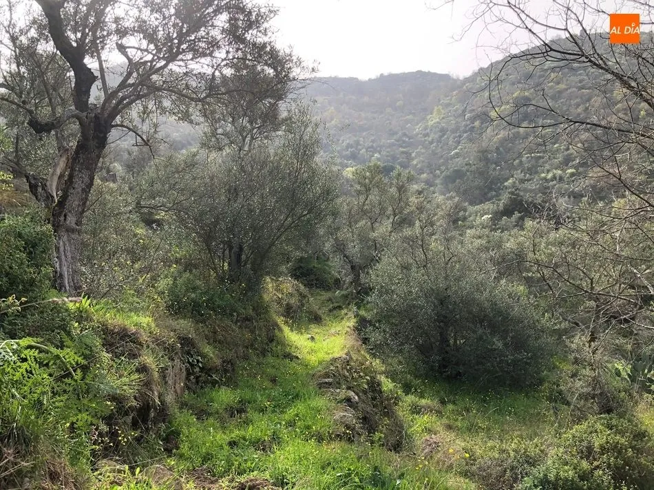 Foto 6 - El Ayuntamiento de Mieza acerca el ca&ntilde;&oacute;n del r&iacute;o Duero a los senderistas tras adecentar el...